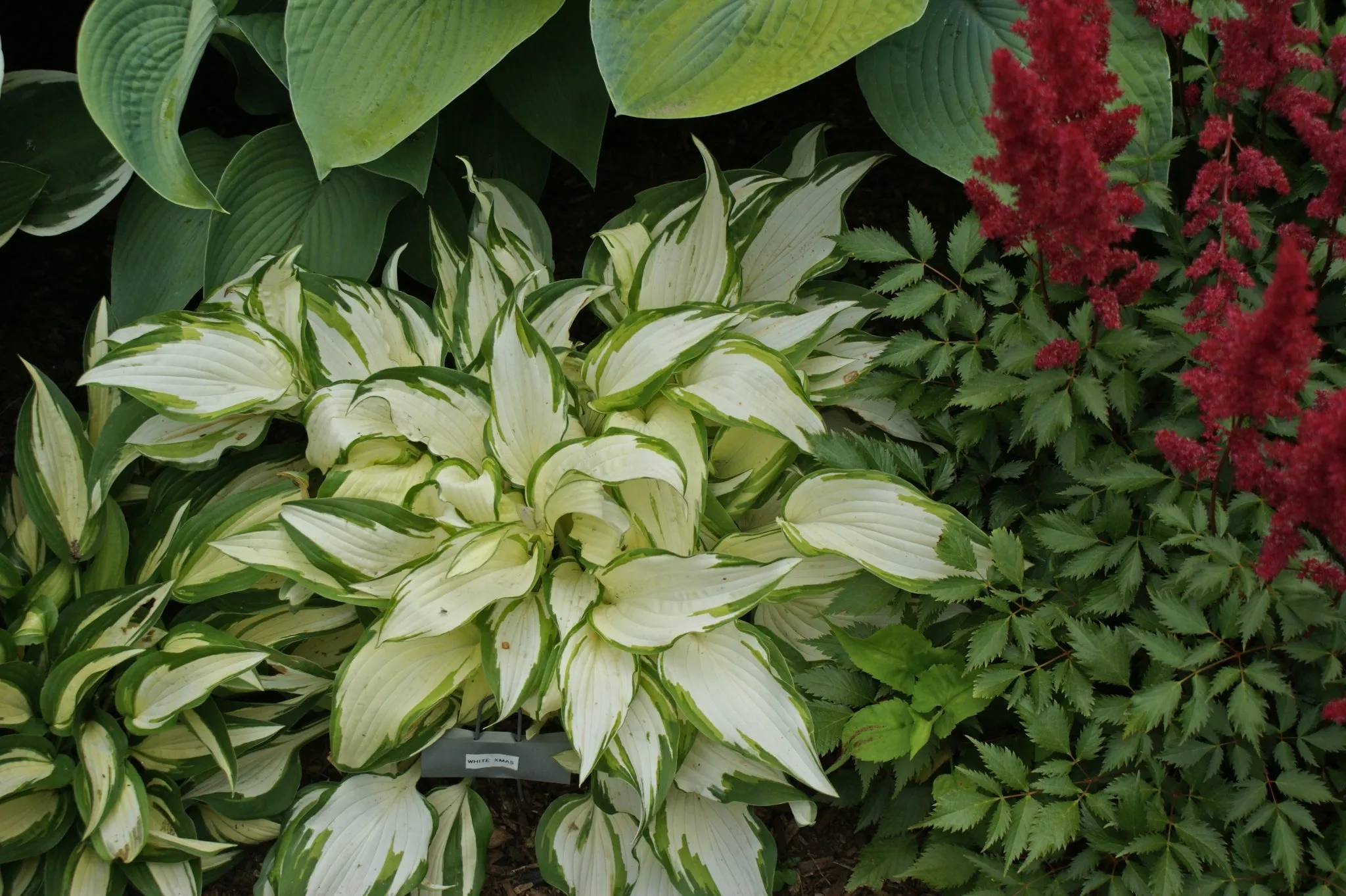 White Christmas Hostas
